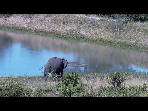 Djuma: Small Elephant herd drinks at the dam - 15:47 - 03/13/2022