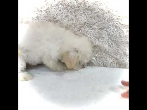 Videos from ABCPUPPY