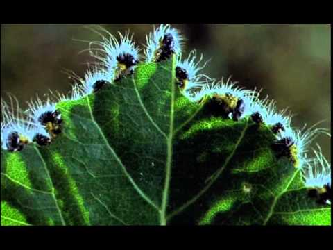 Microcosmos - Le Peuple D'Herbe (1996)