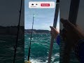 CATCHING Big DogTooth Tuna On Kaiji No Ri Fishing Planet