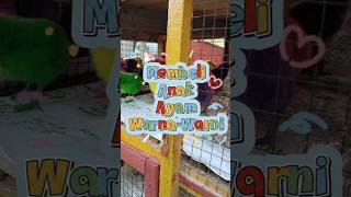 Download lagu Memilih Anak Ayam Warna Warni #reviewmhd #ayamwarnawarni #ayamrainbow #ayampelangi #anakayamlucu mp3