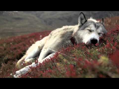 Such a Surge - Ich bin ein Träumer