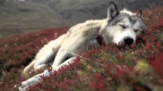 Such a Surge - Ich bin ein Träumer