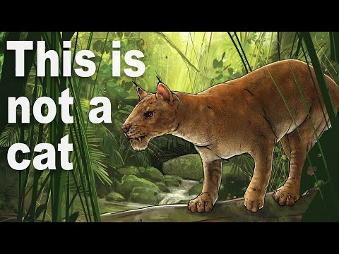 Every Time Things Have Evolved Into Cats