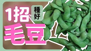 話說7分軟，豆採7分熟！1招種好毛豆| How to grow green Soybean |《葛斯怎麼種》45
