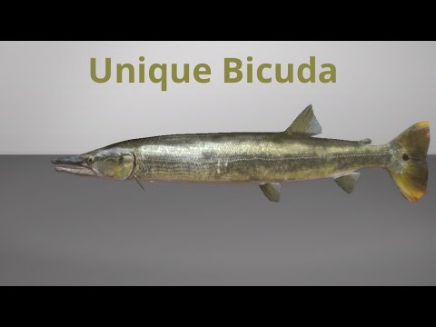 Fishing Planet unique Bicuda