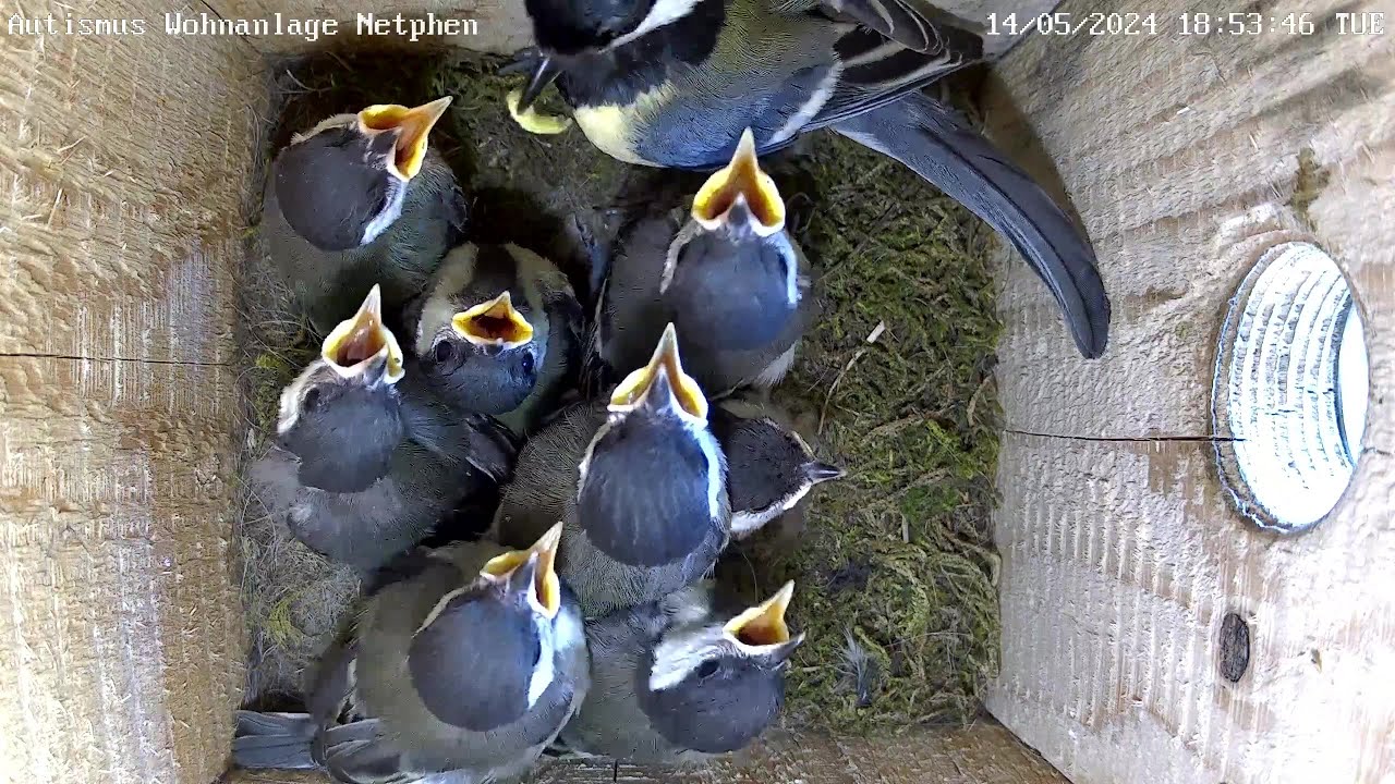 Die Fütterungen sind voller Action! | Autismus | 14.05.2024