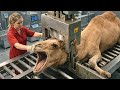 Inside A Camel Slaughter Factory Meat Processing Full Process