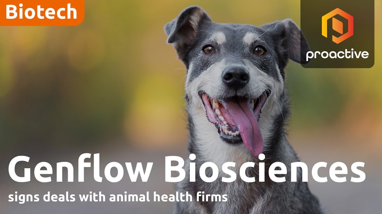 Genflow Biosciences signs agreements for dog longevity with animal health groups