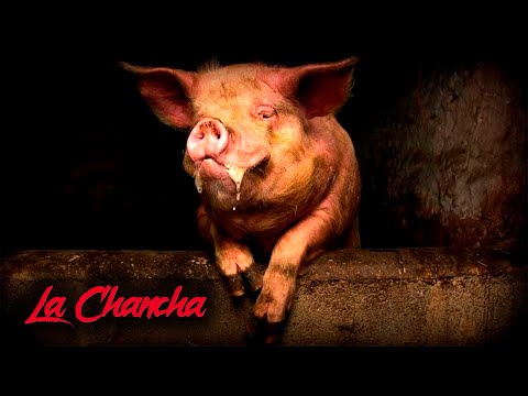 LA LEYENDA DE LA CHANCHA | Cuentos y Leyendas de Honduras