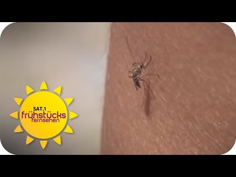 Mückenalarm = Mückenstiche! Was hilft am Besten? | SAT.1 Frühstücksfernsehen