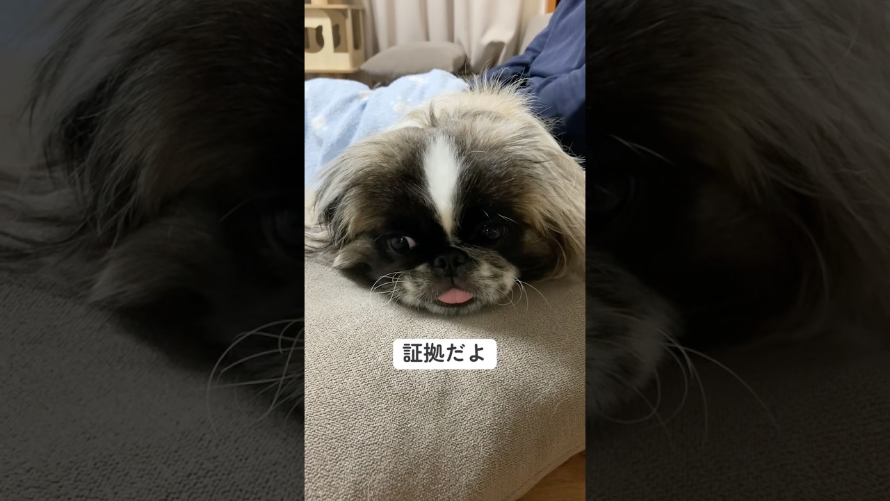 【おててないない】ペキニーズのぱんちゃん