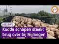 Fietsers verrast door honderden schapen op brug bij Nijmegen