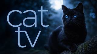 Cat TV | Birds, Squirrels & Wildlife for Cats to Watch | Long Cat Entertainment