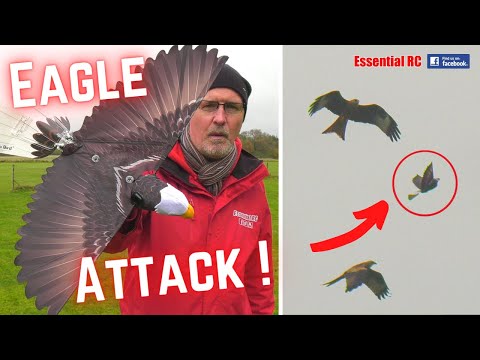 GO GO BIRD Interaktyvus paukščiukas