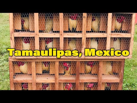 Hatch McLean Giros Grey Beautiful Birds Gueromel Farm San Horacio Mexico