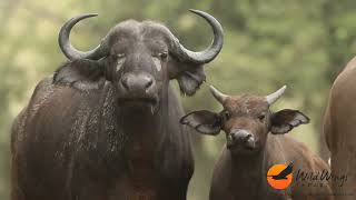 Safari Scenes 9-13 February 2024