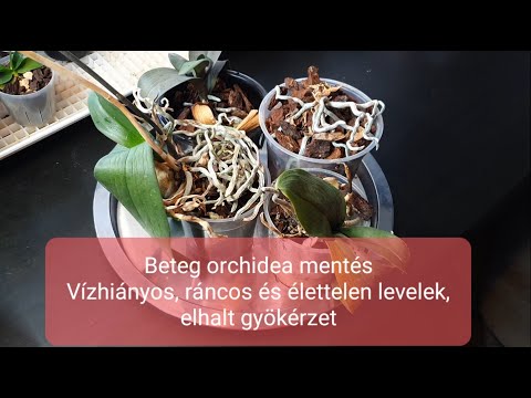 , title : 'Orchidea gondozás | Beteg orchidea mentés - Vízhiány, csonka gyökér, lógó és ráncos levelek'