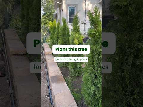 Emerald Green Arborvitae 🌲 Privacy for tight spaces #landscaping #gardening #evergreentree