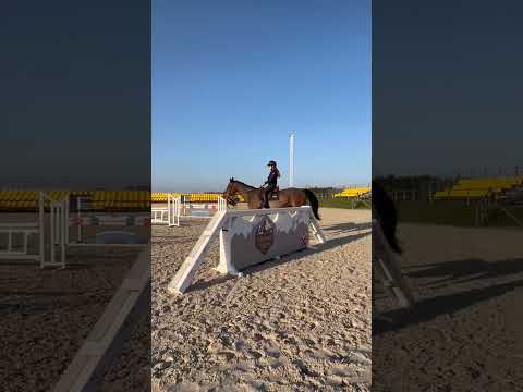 Cavalla PFS Pony Francese da Sella In vendita 2018 Baio ,  Rayan d'hurl'vent