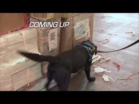 UK Customs Drug Sniffing Security Dogs | Border Patrol