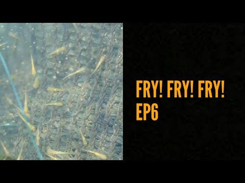 Koi Breeding 19 EP 6 FRY! FRY! FRY!