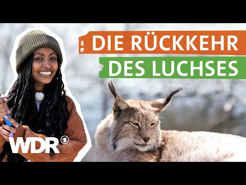 Die größte Raubkatze Europas kehrt nach Deutschland zurück | neuneinhalb | WDR