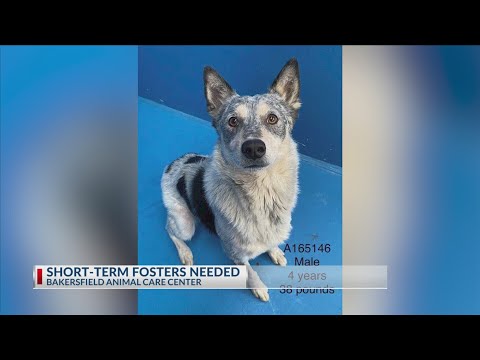Bakersfield Craigslist Pets