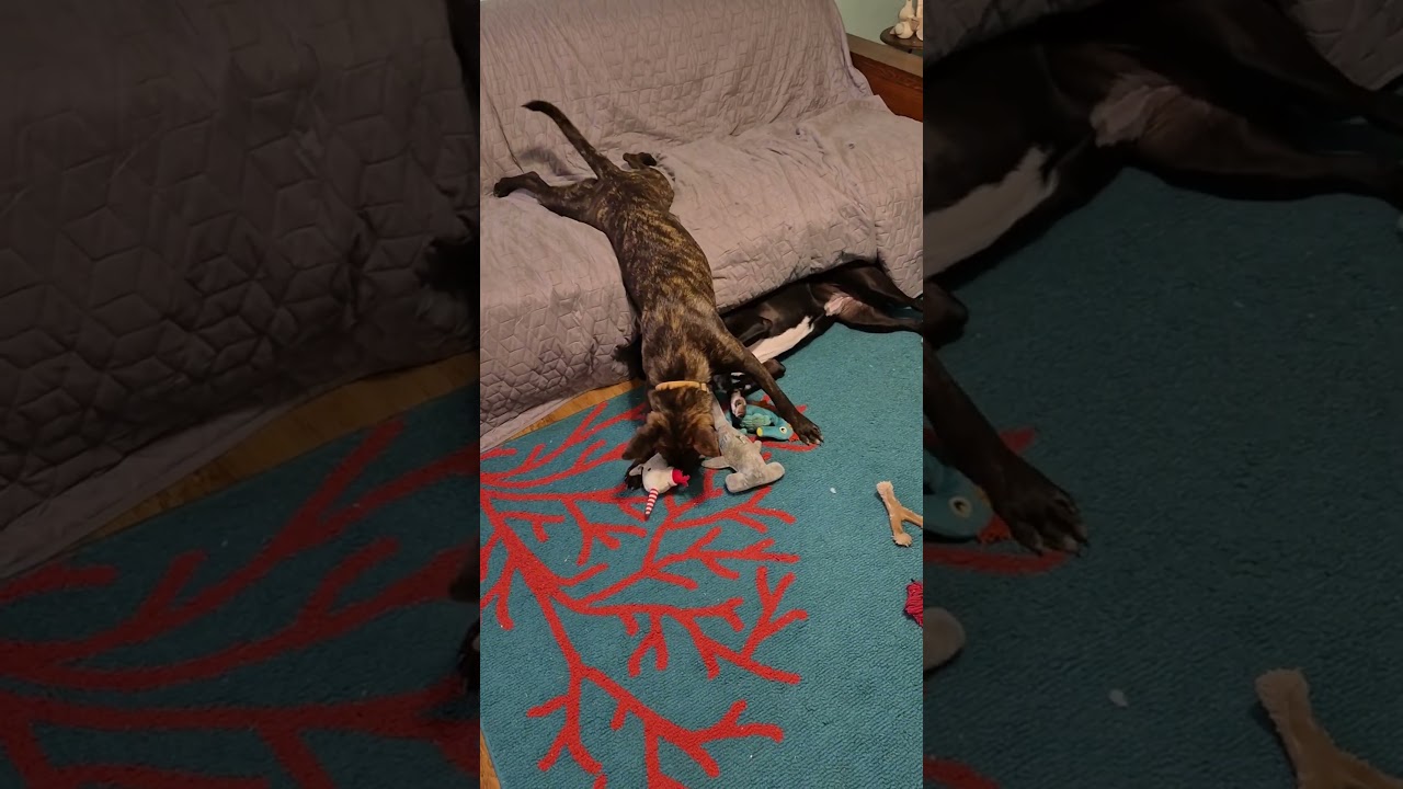 Enlarge Koa, a ADOPTABLE mixed breed in Bandera, TX video 5/5