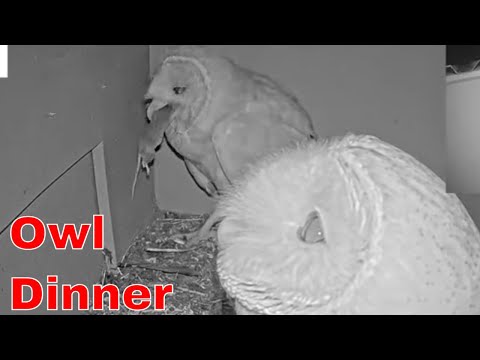 🐭➡️🦉 Blink and You’ll Miss It! Owl Eats Mouse Instantly!