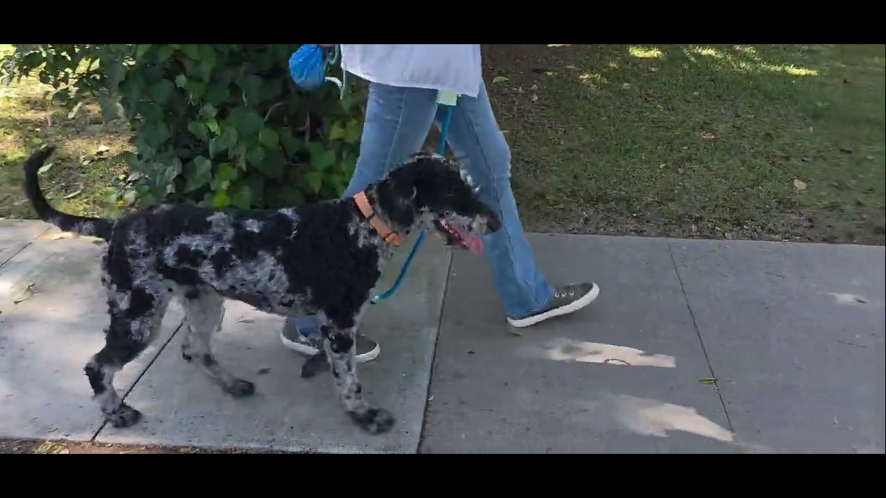 Ozzie-Doodle, a ADOPTABLE Aussiedoodle in Sunset Beach , CA video 2/6