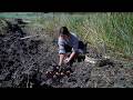 Harvesting Water Chestnuts A Sweet Gift From The Deep Mud