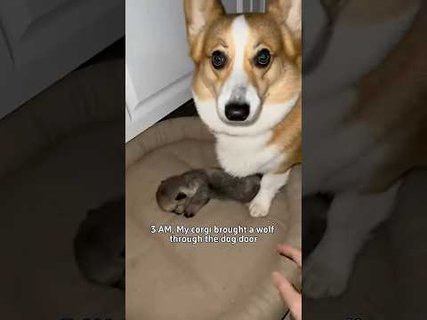 3 AM  My corgi brought a wolf