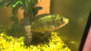 Meus peixes no aquário.