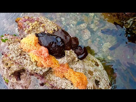 Coastal Foraging - Lobster & Giant Sea Slugs ! Catch & Cook 