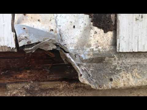 Water Damaged Wood Attracts Carpenter Ants in Howell, NJ