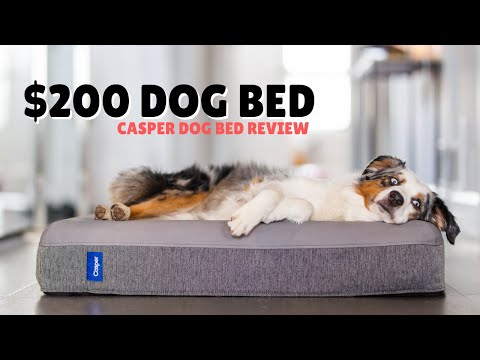 I Bought A $200 Dog Bed | Casper Dog Bed Review