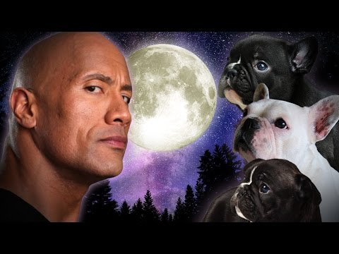 Fight-Size Wrestling Update: The Rock With Puppies, Triple H And Steph At The Inauguration, Jimmy Snuka Network Collection, Charlotte, Nikki Bella, More!