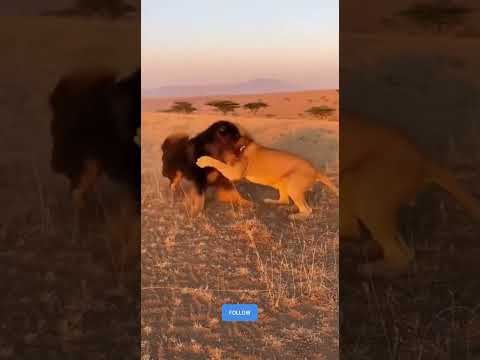 Dog vs Lion – The Most Dangerous Confrontation Ever Caught on Camera 🦁🐕