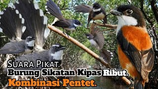 Download lagu SUARA PIKAT SIKATAN KIPAS RIBUT. KOMBINASI PENTET. PALING CEPAT RESPON.. mp3 Download lagu SUARA PIKAT SIKATAN KIPAS RIBUT. KOMBINASI PENTET. PALING CEPAT RESPON.. mp3