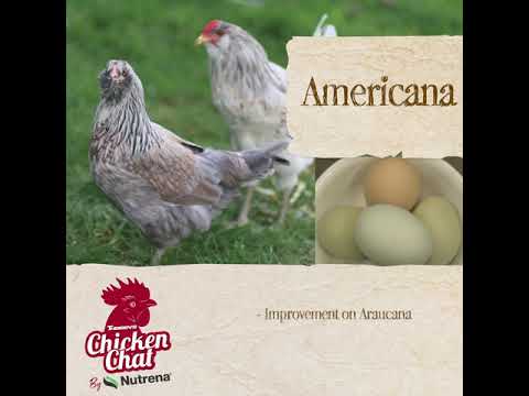 , title : 'Chicken Chat - Americana'