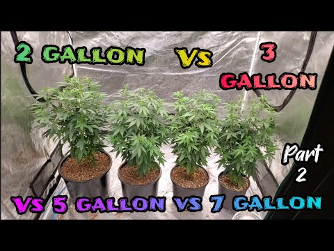 7 Gallon vs 5 Gallon vs 3 Gallon vs 2 Gallon Part 2. Transplanting the ladies  #Marshydrofc6500Evo