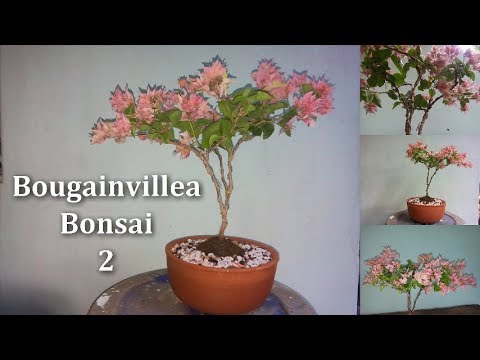 Bougainvillea Bonsai ! 2  Bougainvillea Bonsai Making Video//GREEN PLANTS Video