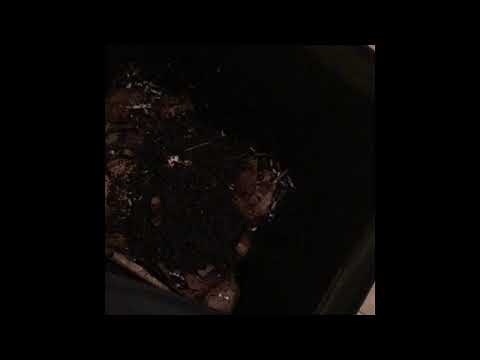 So I did a thing today! New worms and new setups