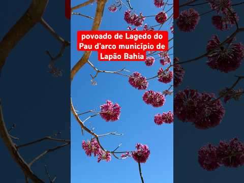 Povoado de Lagedo do Pau d’arco município de Lapão Bahia ￼