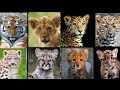 All Big Cat Cubs Sound Tiger Cub VS Lion Cub VS Jaguar Cub