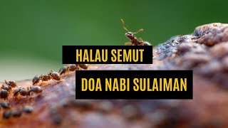 Download lagu Prophet Sulaiman's Prayer Drives Away Ants 1 Hour | Doa Nabi Sulaiman Halau Semut 1 Jam mp3 Download lagu Prophet Sulaiman's Prayer Drives Away Ants 1 Hour | Doa Nabi Sulaiman Halau Semut 1 Jam mp3