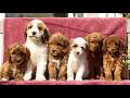 Mini Goldendoodle dogs for sale: Cassidy - Video 1