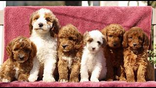 Video preview image #1 Goldendoodle (Miniature) Puppy For Sale in EPHRATA, PA, USA
