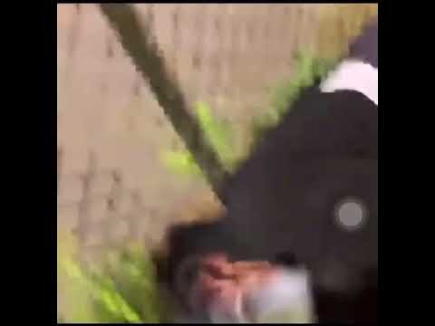 Eli Fross stomps CDot Glizzy out🦍🅱️😱